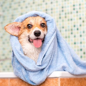 How to Choose the Right Shampoo for Your Pet's Coat