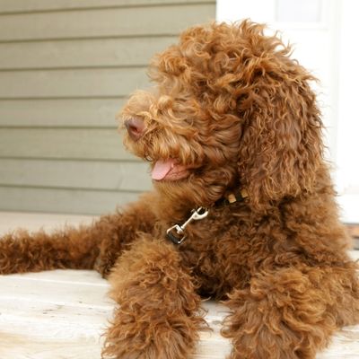 Groom Your Golden Doodle: A Step-by-Step Guide with furMe