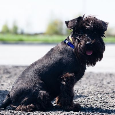 Choosing the Right Length to Trim Your Dog's Coat